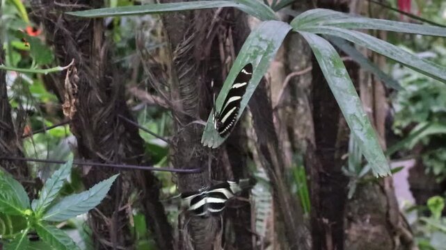 A beautiful Heliconius charithonia butterfly flies and lands on a plant.
