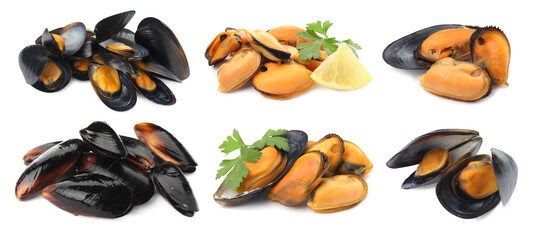 Fresh mussels isolated on white, collage. Sea food © New Africa