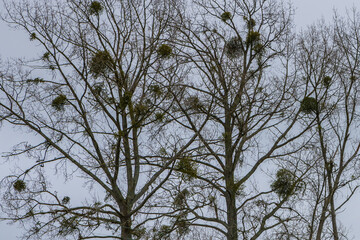 Fototapeta premium Looking up at mistletoe growing on trees on the Isle of Wight