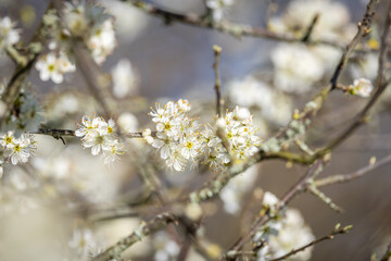 Fototapeta premium A blackthorn shrub blooming in early spring, with selective focus