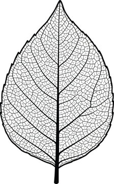 A detailed black and white drawing of a leaf skeleton