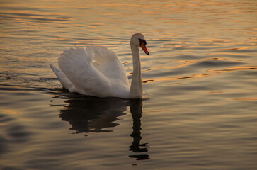 Fototapeta premium Mute swan on a pond at sunset