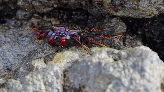 One colorful Sally Lightfoot crab sits resting and then crawls left in a rock crevice.