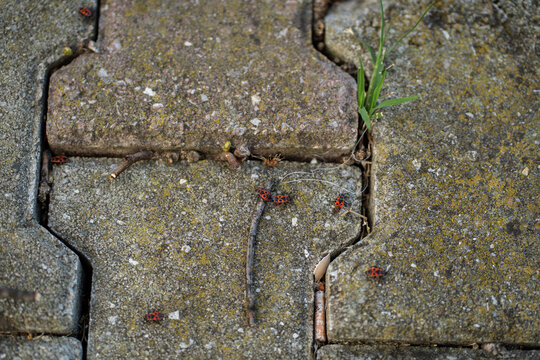 Red firebugs insects on textured stone pavement with moss and cracks