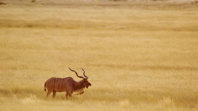 A wide angle shot of a Greater kudu (Tragelaphus strepsiceros) in african Savanah