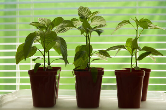 A group of containers with sweet pepper seedlings on a windowsill against a green background.