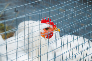 chicken in cage farming animal industrial agriculture © Artem Kniaz
