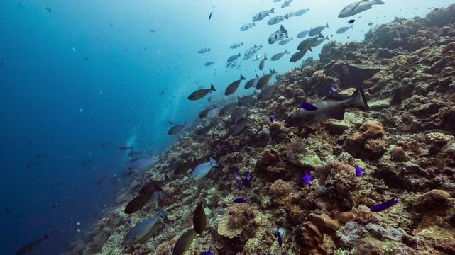 Large numbers of fish ride the upwelling current on a deep tropical reef as SCUBA Divers approach