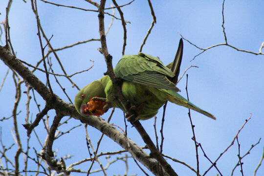 Cotorra de Krammer comiendo fruta posada en rama con cielo azul