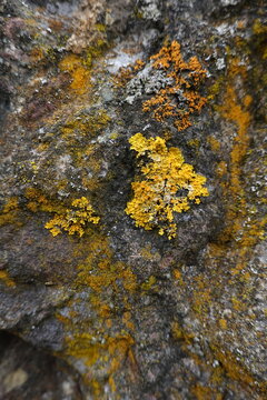 Alpine Flechten . Alpin lichens