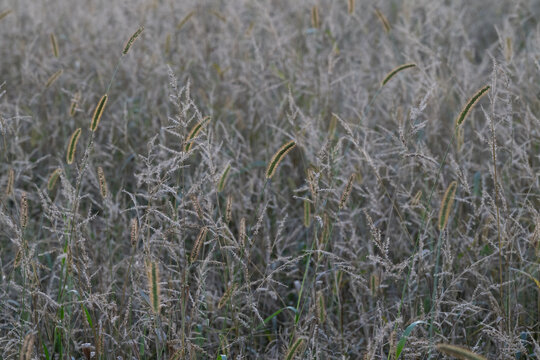 S&uuml;&szlig;gr&auml;ser in der D&auml;mmerung, Rote Borstenhirse (Setaria pumila) und H&uuml;hnerhirse (Echinochloa)