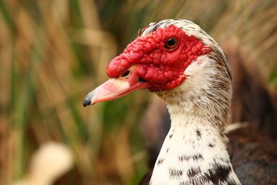 portrait of a duck