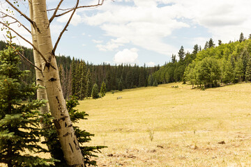 Fototapeta premium Grassy Slope on Mount Baldy in Arizona with an aspen tree in the foreground