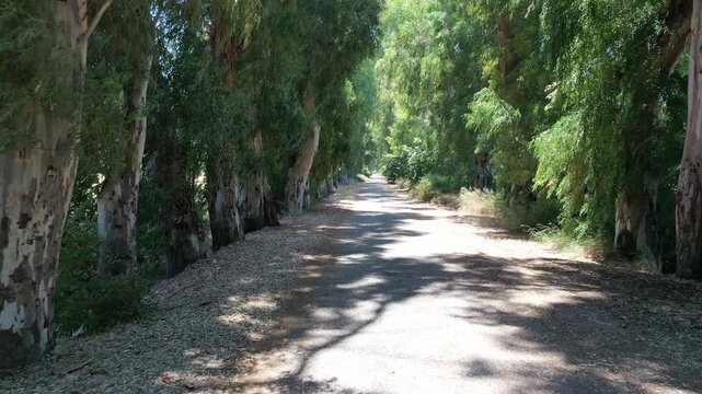 Low altitude drone flight through eucalyptus-lined Lovers Lane with lush spring canopy in Akyaka, Gokova, Turkey