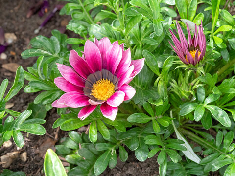 Pink treasure flower, Gazania rigens, in a garden