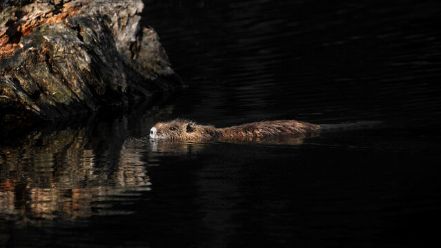 Swimming Muskrat ( Ondatra Zibethicus )