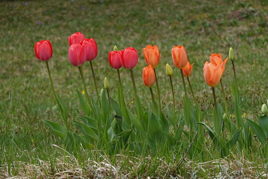 Tulpen . Bed of tulips . Tulipas