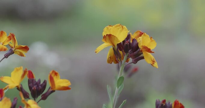 Yellow and Orange Wallflowers in Soft Focus
