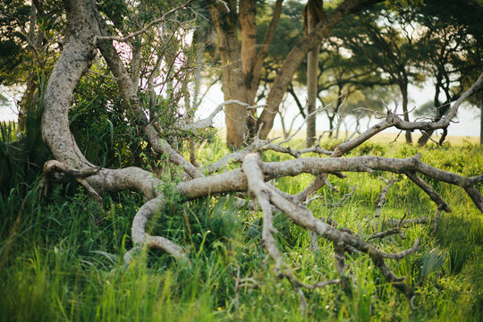 Twisted Fallen Tree Branches in a Lush African Woodland