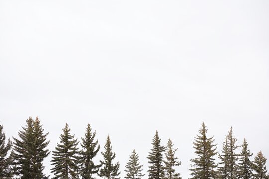 Evergreen Treetops Against a Minimal White Winter Sky