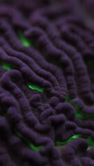 Obraz premium Close-up of Purple Coral with Green Glow