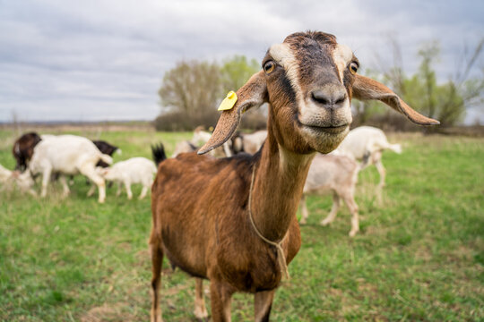 Curious brown goat in meadow with grazing herd, free range livestock on rural pasture, lively farm portrait under dramatic sky.