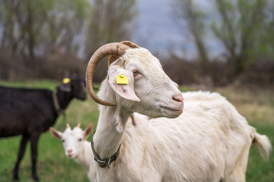 Dairy goat with curved horns and ear tag in pasture, livestock identification on rural farm, breeding scene with young kid behind.