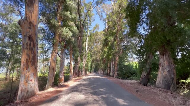 Lover's Lane. POV drive along a narrow rural road lined with tall eucalyptus trees in Akyaka, G&ouml;kova, Turkey