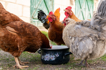 Group of curious domestic chickens gathering around a water pot in a farm yard. © mykola