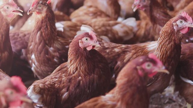 A lot of brown chicken in chicken farm