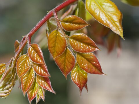 Young Leaves of Kentucky Coffeetree (Gymnocladus dioicus), Colorful Spring Growth Close-up