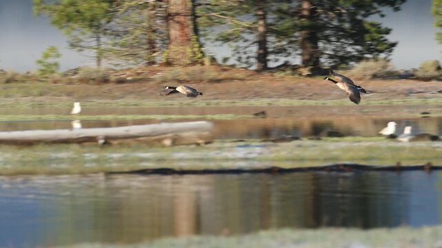 Canada geese (Branta canadensis) flying in and landing at McCoy Flat Reservoir, Lassen County, California. Slow motion wildlife video.
