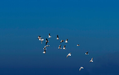 Fototapeta premium Silver Gulls (Chroicocephalus novaehollandiae) at Caves Beach