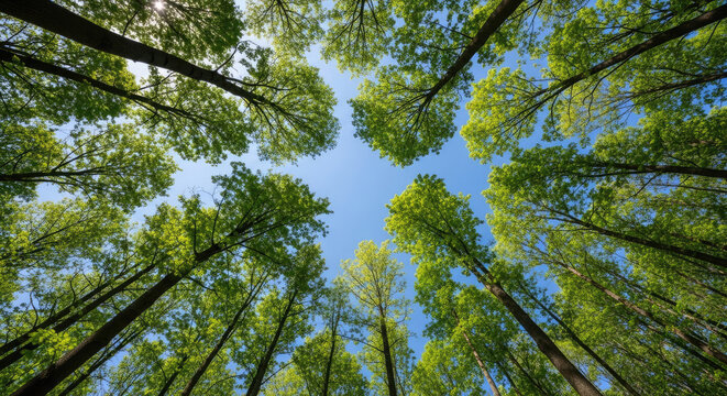 Looking up at towering green trees and clear blue sky in a tranquil forest canopy in summertime; vibrant foliage and vertical trunks