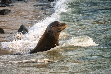 Naklejka premium Sea Lions at La Jolla Cove in California
