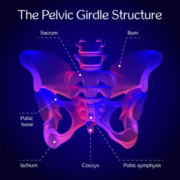 Futuristic Neon Pelvic Girdle Anatomy Vector Illustration with Labeled Bones &ndash; Sacrum, Ilium, Ischium, Coccyx, Pubic Symphysis on Abstract Background