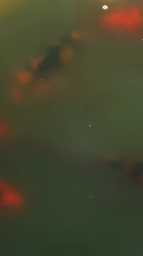 Vertical Close Up of Colorful Koi Fish Swimming in Pond - 4K
