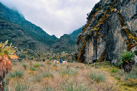 Hikers Trekking Through Giant Groundsels in the Bujuku Valley in the Rwenzori Mountains, Uganda