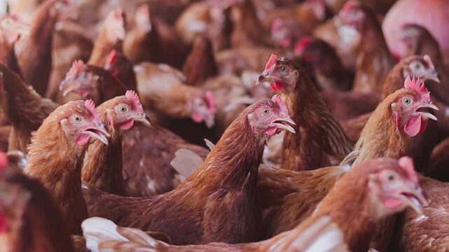 A lot of brown chicken in chicken farm