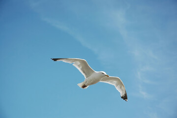 Obraz premium Stunning Seagull that encapsulates the essence of freedom and the beauty of the natural world. Take high with flying seagull photo captivating representation of a bird in its element.
