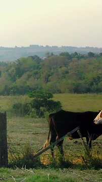 Cows Grazing in a Green Meadow at Sunset in Paraguay - Vertical Video 4K