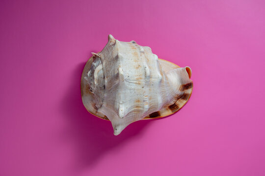 Large Horned Helmet seashell on vibrant pink background. Detailed top view of a natural Cassis cornuta shell centered on bright magenta background. Minimalist tropical and marine concept