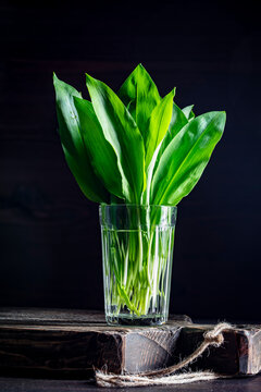 Fresh wild garlic ramsons in glass on dark rustic background, closeup. Bunch of fresh green wild garlic leaves in a glass of water on a wooden board. Moody spring seasonal herbs food photography