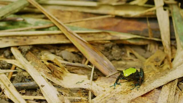 close up of Climbing mantella (Mantella Laevigata) In Madagascar
