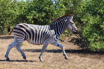 Obraz premium Steppenzebra / Burchell's zebra / Equus quagga burchellii