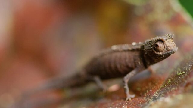Stump-tailed Chameleon walk slowly on a leaf in rainforest of Madagascar island.