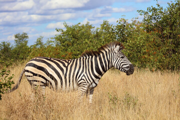 Obraz premium Steppenzebra / Burchell's zebra / Equus quagga burchellii