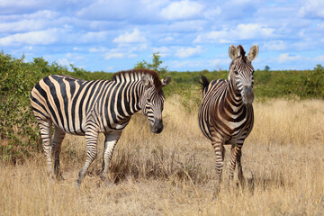 Naklejka premium Steppenzebra / Burchell's zebra / Equus quagga burchellii