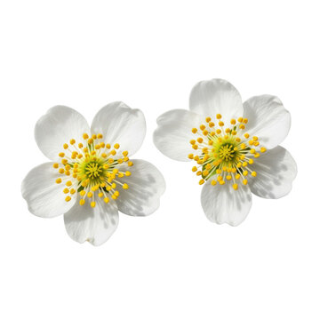 Two transparent flowers with five textured petals and bright yellow stamen, golden-brown anther tips, in ultra macro detail against a transparent background with copy space. Concept of purity and