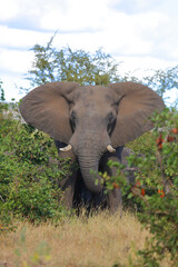 Fototapeta premium Afrikanischer Elefant / African elephant / Loxodonta africana